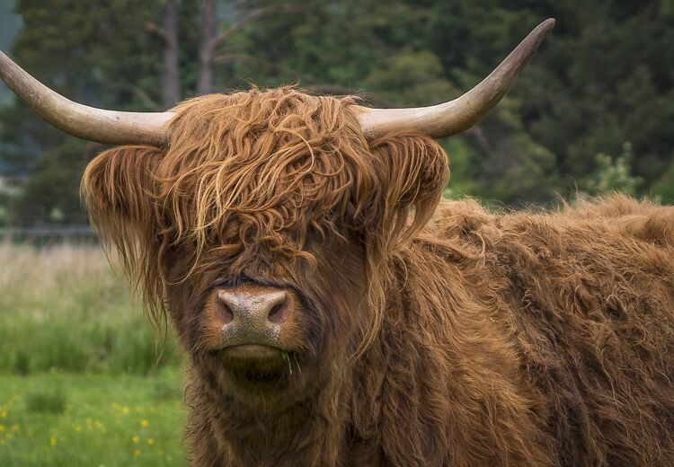 Een Schotse Hooglander